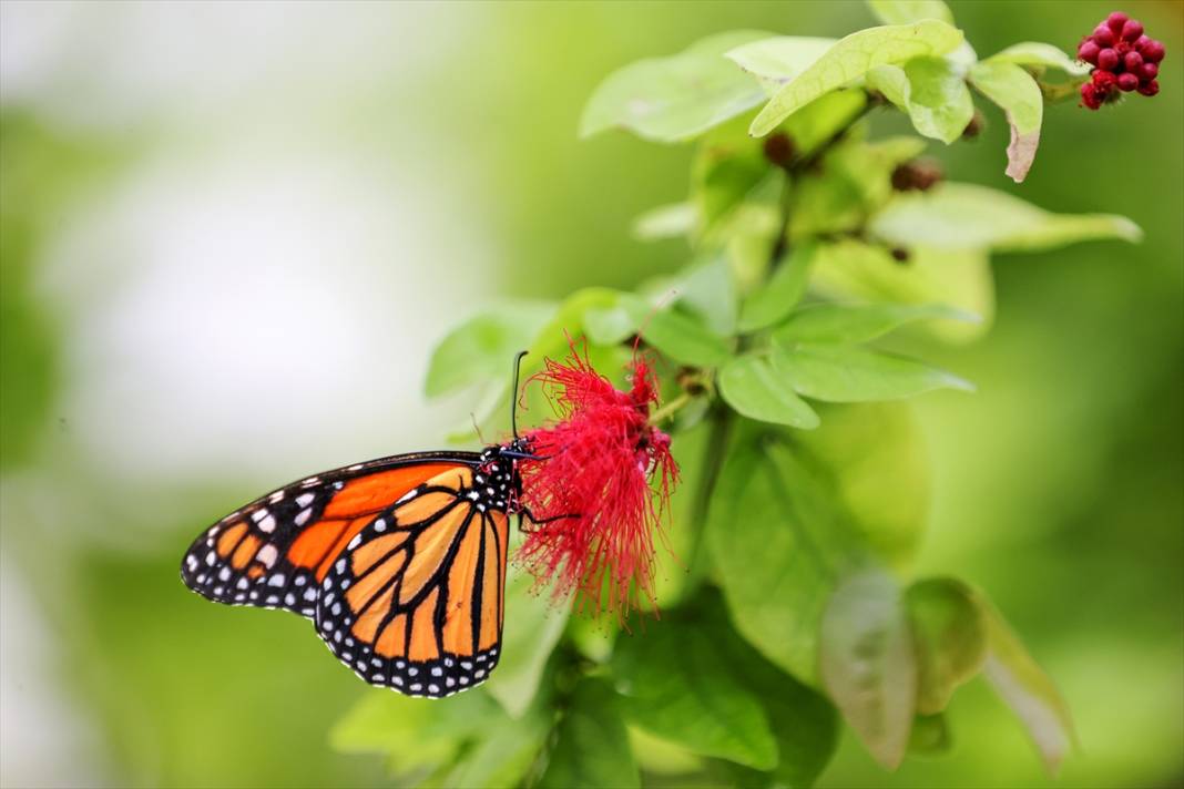 Konya’nın ünlü bahçesinde 10 bin kelebek vuslat için ilk kez kanat çırpacak 3